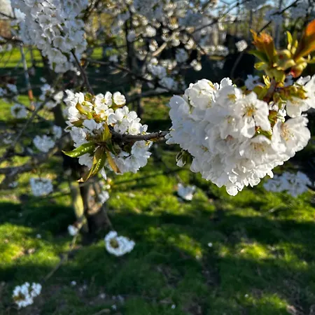 Uilehoeve Aan De Waal *