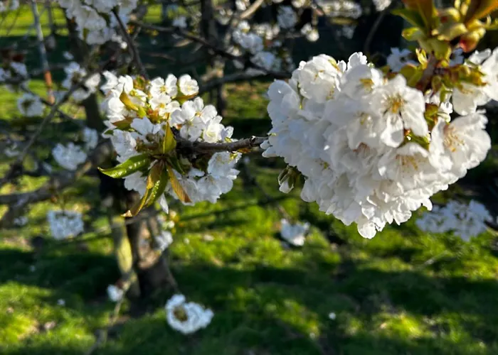 Uilehoeve Aan De Waal *