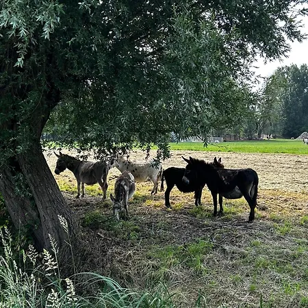 公寓 Uilehoeve Aan De Waal Zennewijnen